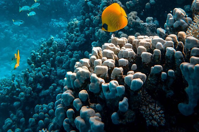 Fun Diving for Certified Divers at Phu Quoc Islands - Safety Measures and Equipment