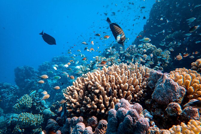Fun Diving for Certified Divers at Phu Quoc Islands - Diving Packages and Pricing