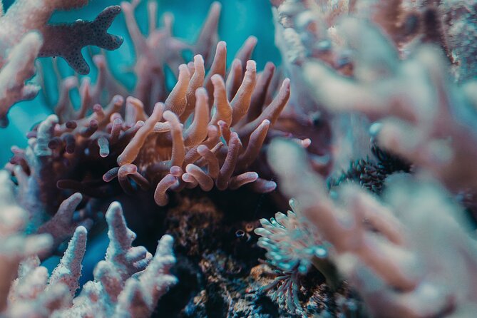 Fun Diving for Certified Divers at Phu Quoc Islands - Booking and Customer Support