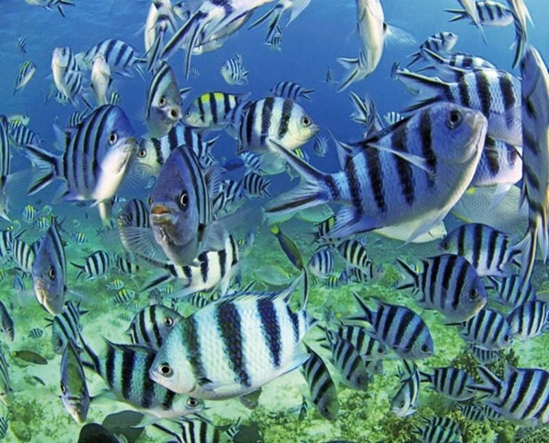 Fun Diving in Mactan or Hilutungan Island - What the Price Covers, and What It Leaves Out