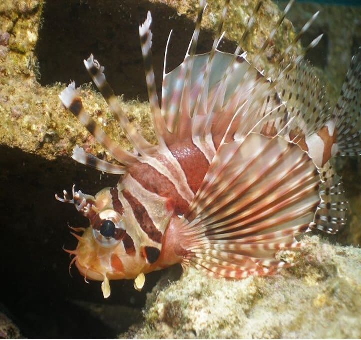 Fun Diving in Mactan or Hilutungan Island - License, Medical Form, and Flight Planning