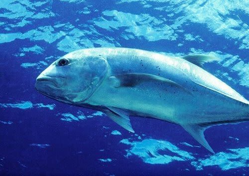 Fun Diving in Mactan or Hilutungan Island - Weather, Instruction, and Language