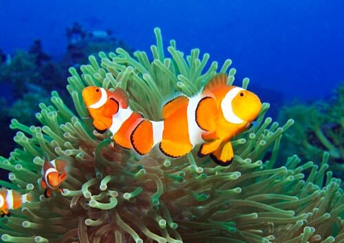 Fun Diving in Mactan or Hilutungan Island - Who Will Get the Most from This Outing