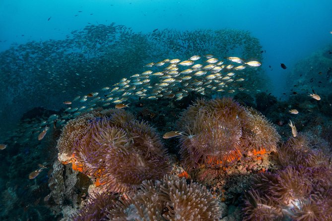 Fun Diving Packages (Certified Divers) - Booking and Payment Details