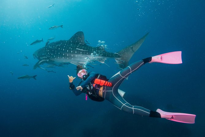 Fun Diving Packages (Certified Divers) - Additional Information and FAQs
