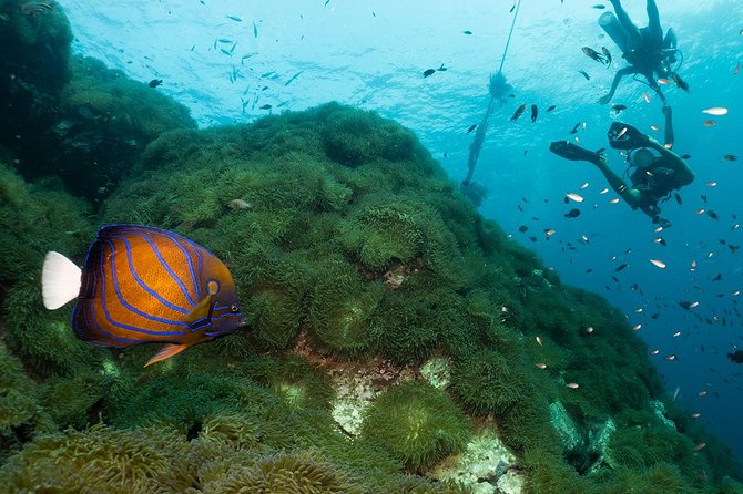 Fun Diving Packages (Certified Divers) - Contact and Terms & Conditions