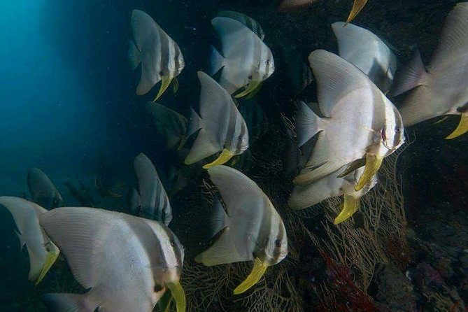 Fun Diving Safari Day Trip From Koh Lanta - Certified Divers - Directions