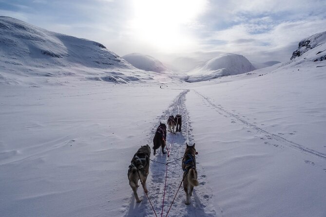 Fun & Easy Dog Sledding Adventure - Early Bird - Overview and Tour Details