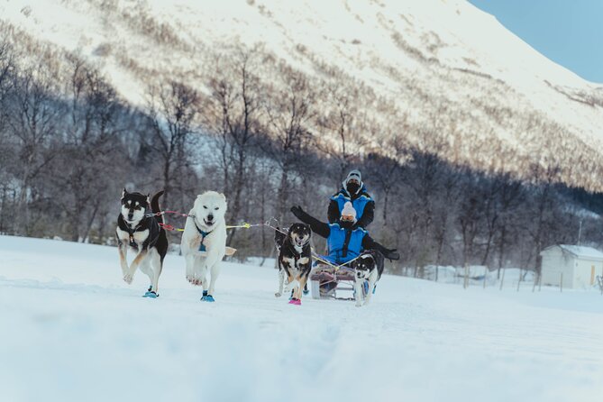 Fun & Easy Dog Sledding Adventure - Early Bird - Traveler Photos