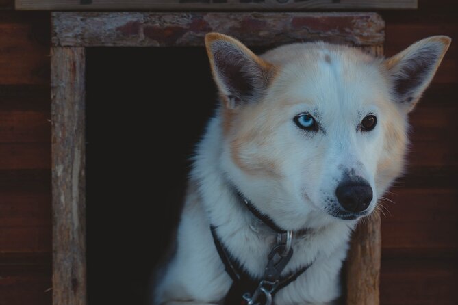 Fun & Easy Dog Sledding Adventure - Early Bird - Tips for a Fun and Easy Dog Sledding Adventure