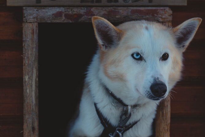 Fun & Easy Dog Sledding Adventure - Noon Tour - Start and End Time