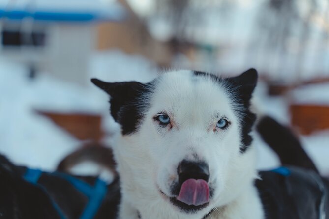 Fun & Easy Dog Sledding Adventure - Noon Tour - Additional Information