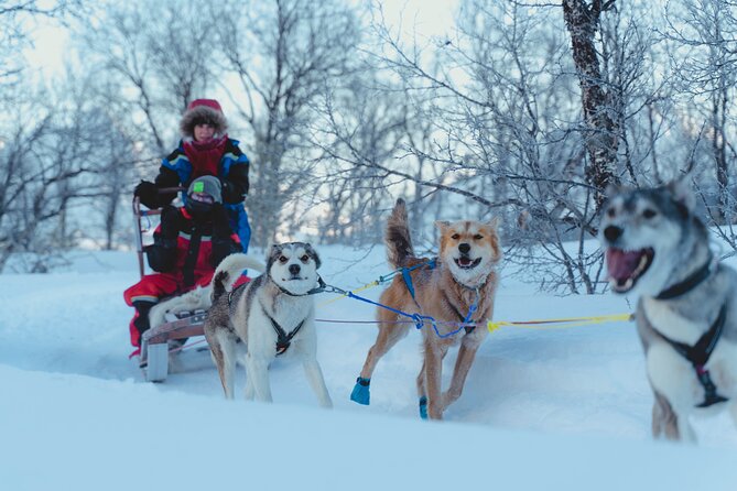 Fun & Easy Dog Sledding Adventure - Noon Tour - Directions