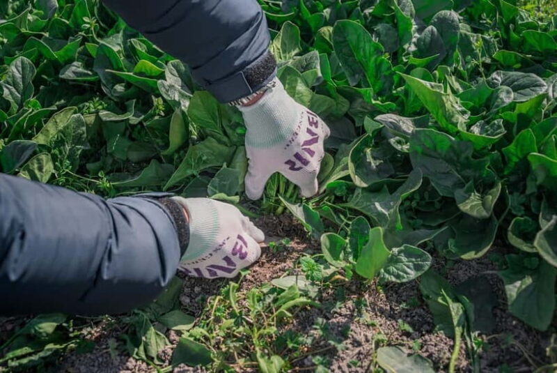 Fun Kyoto Ride! Bamboo Trails, Farm Harvest & Local Eats - Who Should Consider This Tour?