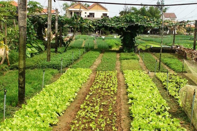 Fun & Relaxation In Tra Que Village Private Tour - Explore the Serene Countryside