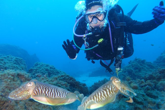 Fun Scuba Diving in Tenerife - Common Questions