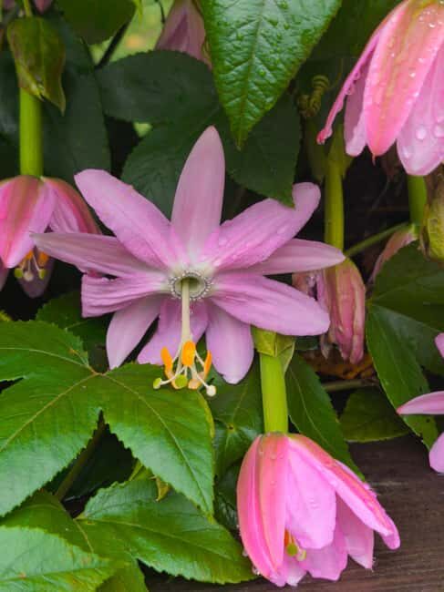 Funchal Agriculture Green Tour - FAQs