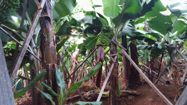 Funchal Agriculture Green Tour - Tour Booking Details