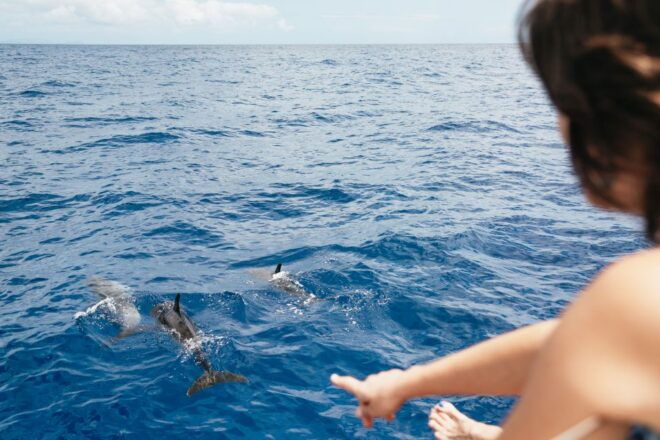 Funchal Bay: Dolphin & Whale Watch Luxury Catamaran Cruise - Safety and Seating Options