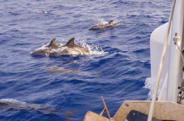Funchal Bay: Dolphin & Whale Watch Luxury Catamaran Cruise - Common Questions