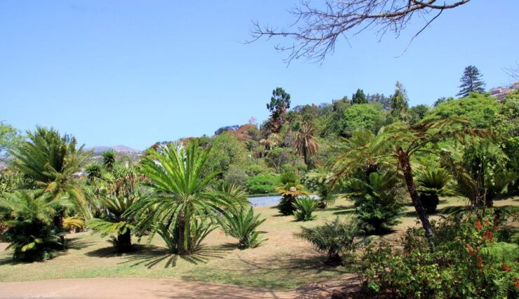 Funchal: Botanical Garden in a Tuk-Tuk Tour - Multilingual Live Tour Guide