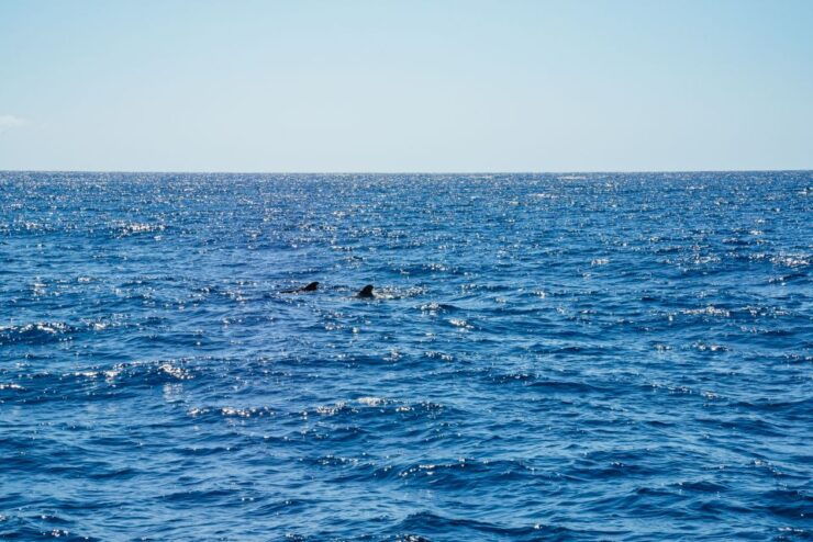 Funchal: Dolphin and Whale Watching by Luxury Catamaran - Good To Know