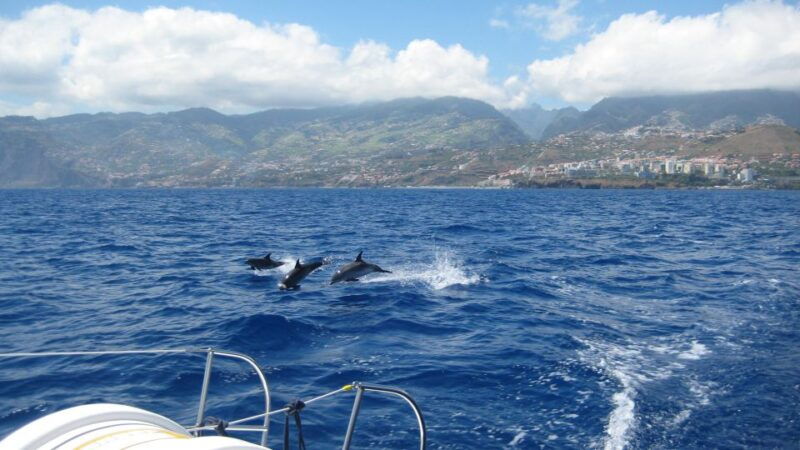 Funchal: Dolphin and Whale Watching Catamaran Cruise - Introduction