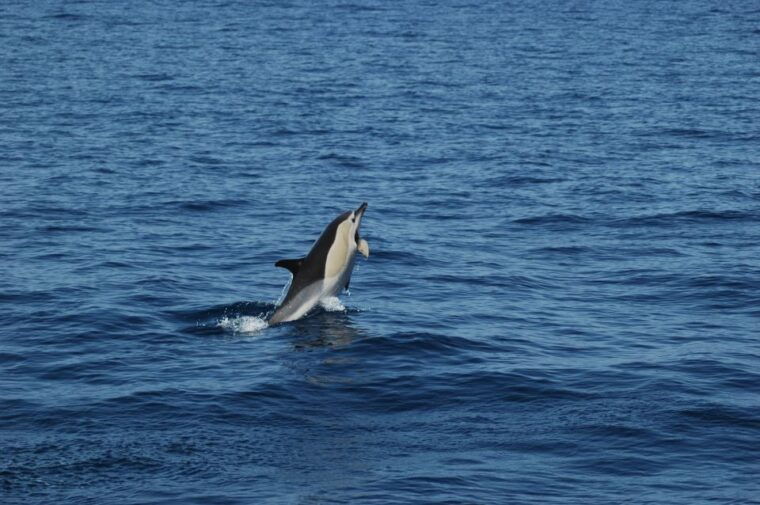 Funchal: Dolphin and Whale Watching Catamaran Cruise - The Marine Life and the Guides