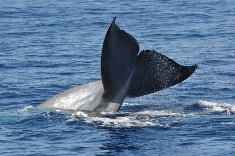 Funchal: Dolphin and Whale Watching Catamaran Cruise - The Best Time to Go and Practical Tips