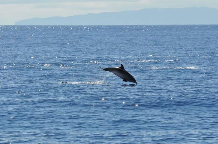 Funchal: Dolphin and Whale Watching Catamaran Cruise - Authentic Experiences & Authentic Wildlife Encounters