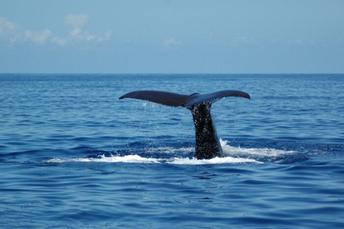 Funchal: Dolphin and Whale Watching Catamaran Cruise - The Sum Up