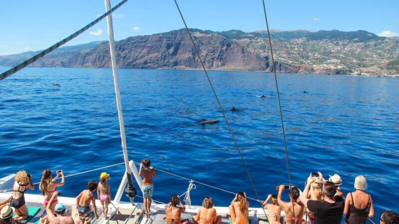 Funchal: Dolphin and Whale-watching Catamaran Tour - Final Thoughts