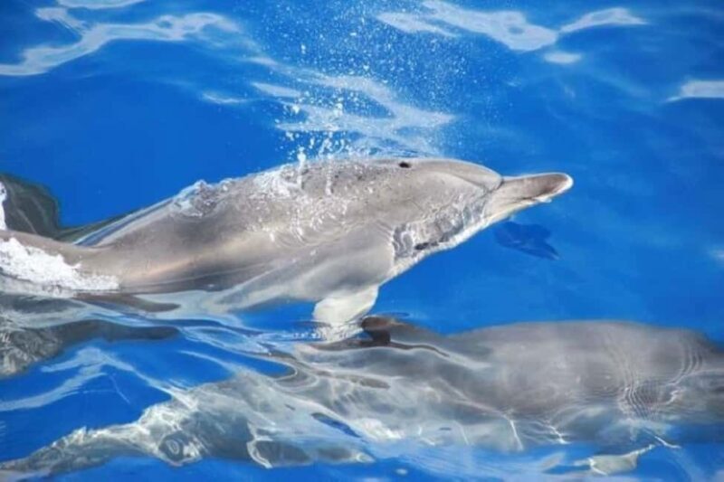 Funchal: Dolphin and Whale-watching Catamaran Tour - FAQ