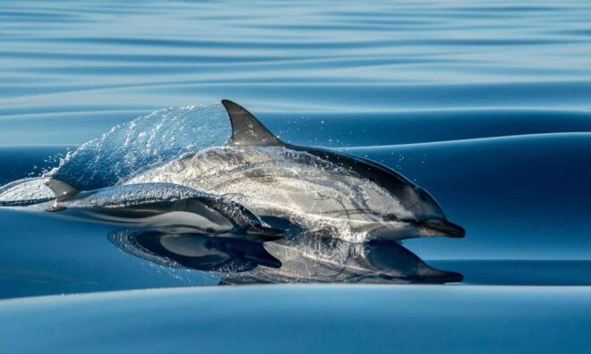 Funchal: Dolphin and Whale Watching Cruise - Full Description