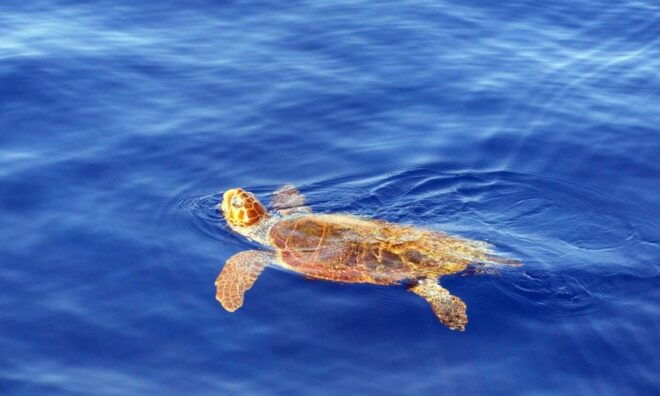 Funchal: Dolphin and Whale Watching Cruise - Review Summary