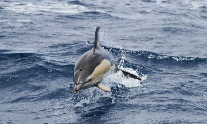 Funchal: Dolphin and Whale Watching Cruise - Helpful Information