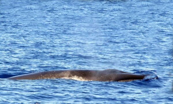 Funchal: Dolphin and Whale Watching Cruise - Arrival and Check-in