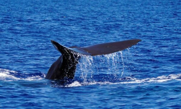 Funchal: Dolphin and Whale Watching Cruise - Boat Departure and Refund Policy