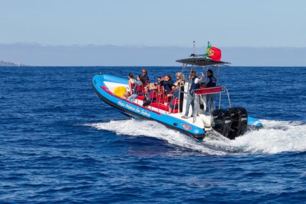 Funchal: Dolphin and Whale Watching Cruise - Common Questions