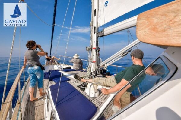 Funchal: Dolphin and Whale Watching Sailing Trip - Location and Activity Details