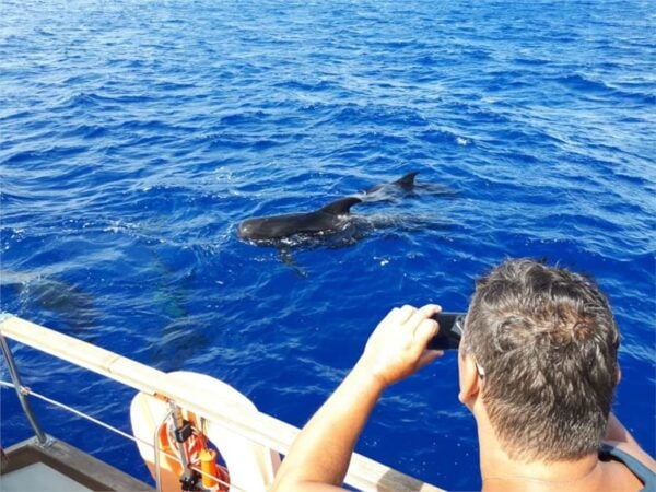 Funchal: Dolphin and Whale Watching Sailing Trip - The Sum Up