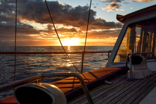 Funchal: Dolphin and Whale Watching Sunset Sailing Tour - Full Activity Description