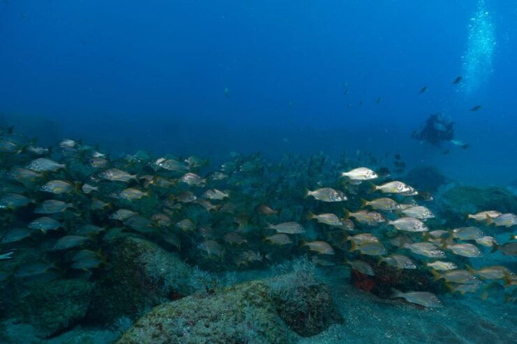 Funchal: DPV- Scooter Dive Adventure - Experience Description