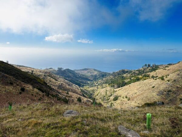 Funchal: East Madeira Island Guided Tour & Laurissilva Walk - Northeast Coast View at Guindaste Viewpoint in Faial