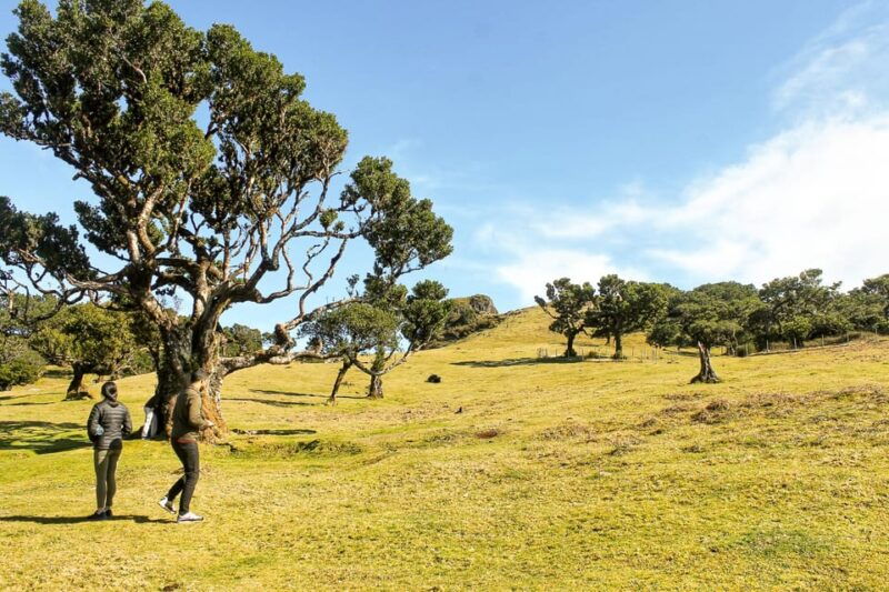Funchal: Enchanted Terraces, Porto do Moniz & Fanal 4WD Tour - What to Expect in Terms of Logistics