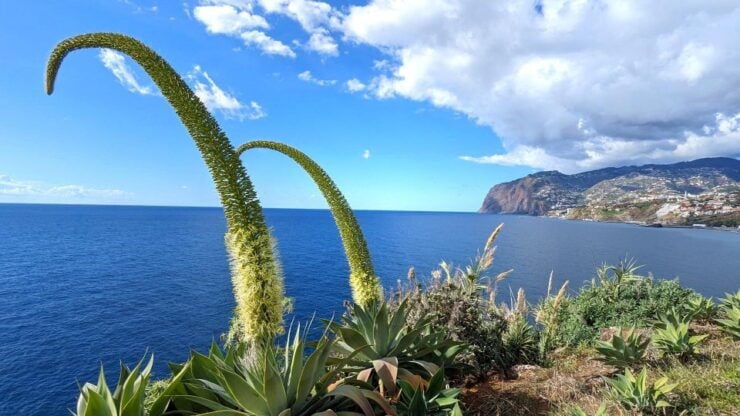 Funchal Enchanting Gardens in 3h: City Tour Garden Visit - Booking Details