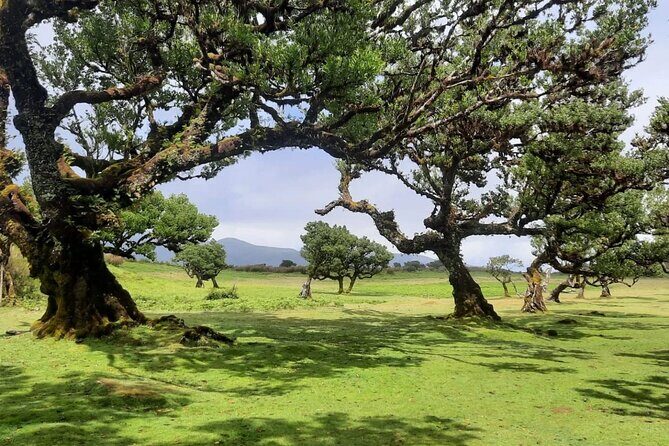 Funchal: Experiência 4WD Skywalk para Seixal Porto Moniz, Fanal - FAQ