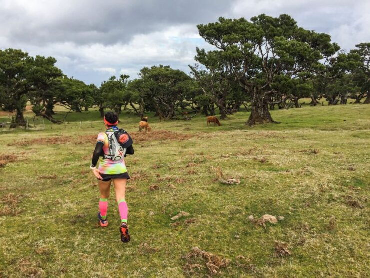 Funchal: Fanal Ancient Forest Running Tour - Activity Details