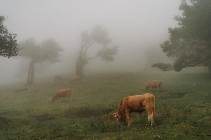Funchal: Fanal Forest Roundtrip Transfer - Activity Details