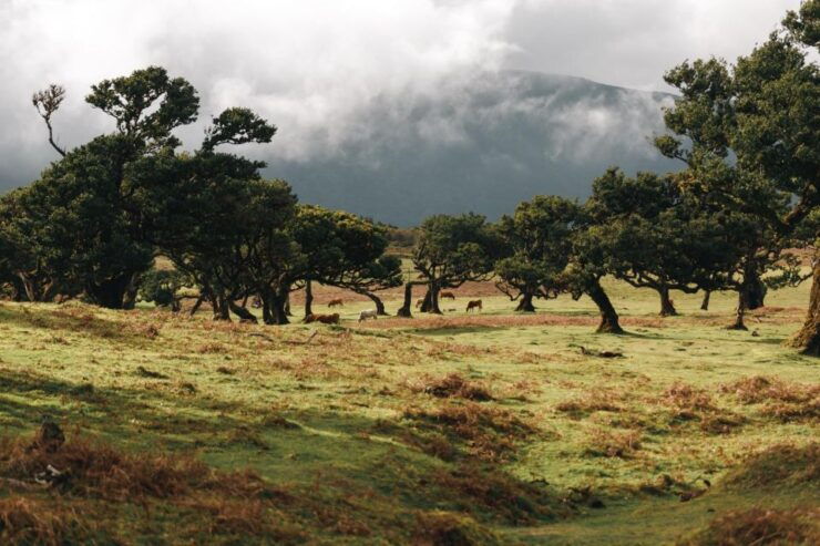 Funchal: Fanal Forest Roundtrip Transfer - Itinerary